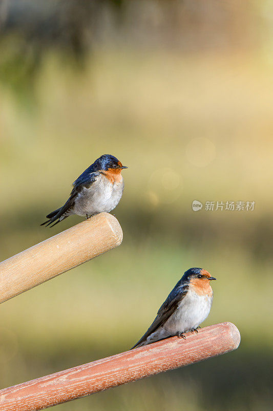 欢迎吞咽(Hirundo neoxena)